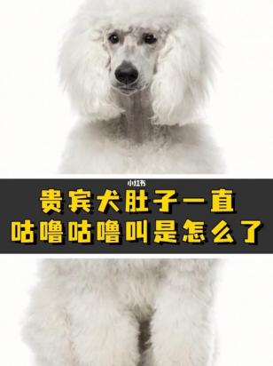 狗狗发出低沉的咕咕声是怎么回事