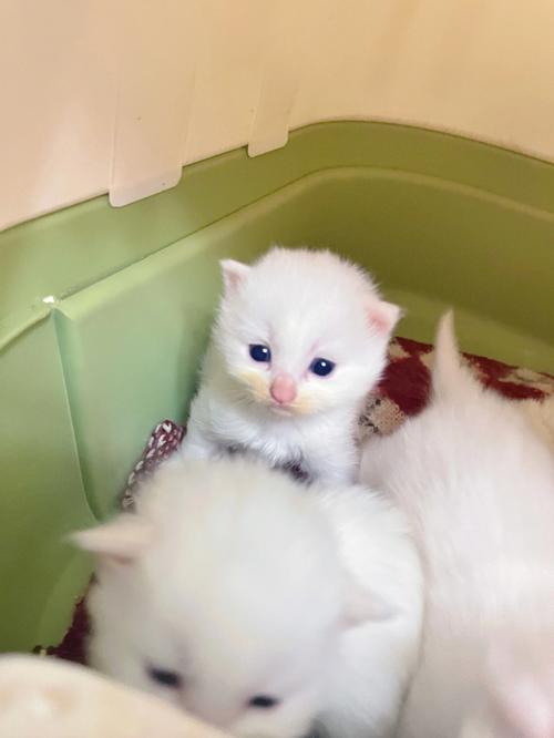 20天的狮子猫能送人吗-图1