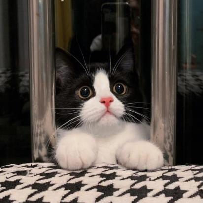20天的奶牛猫能送人吗-图1
