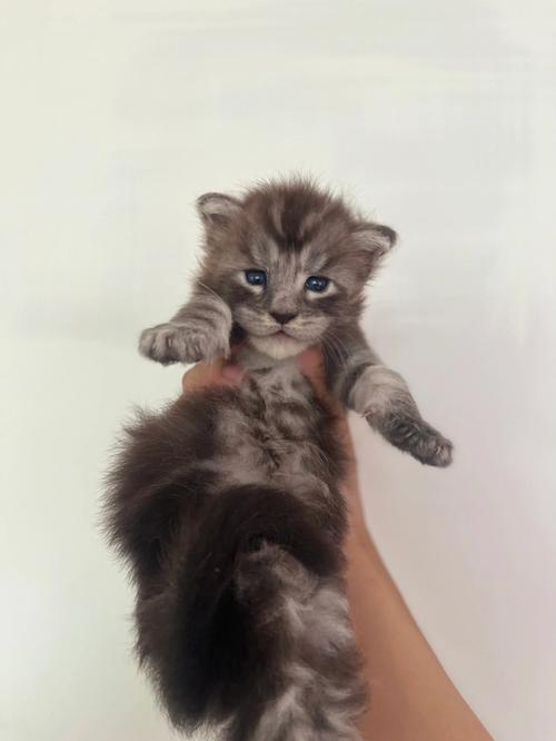 20天的缅因猫能送人吗-图1