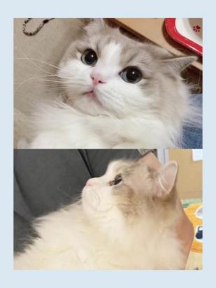 20天的褴褛猫能送人吗-图1