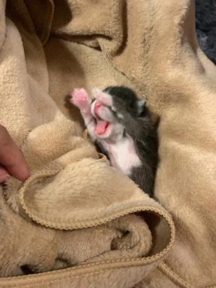 小猫不吃奶还蔫了怎么回事？急救措施和预防方法-1