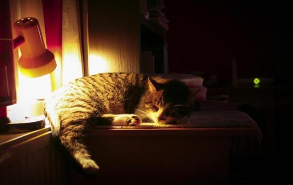 两个月的猫晚上睡觉要关灯吗-图1
