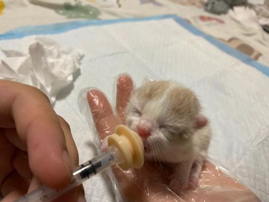 小猫一宿不吃奶有事吗-图1