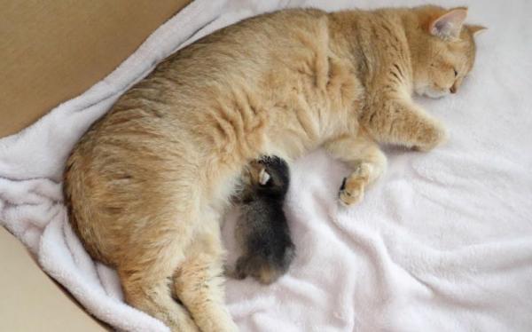 小猫睡着了还要喂奶吗-图1