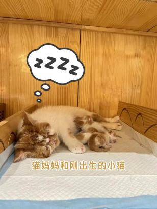 小猫刚出生母猫不管怎么办-图1