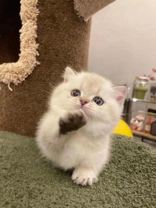 四十天后断奶的小猫怎么喂-图1