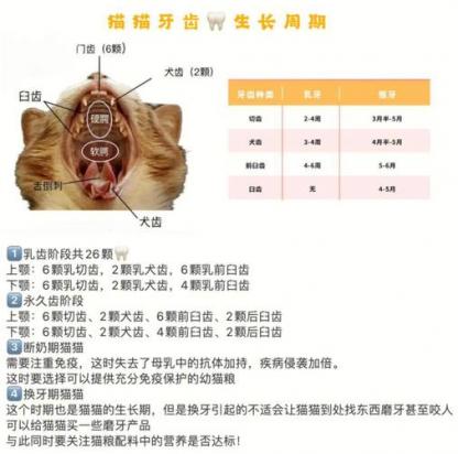 猫最好的磨牙方式-图1