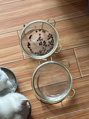 猫碗里面要一直有粮吗-图1