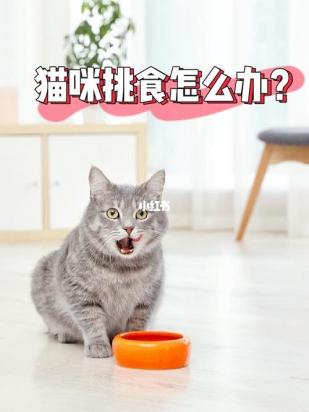 猫咪一般几个小时会饿