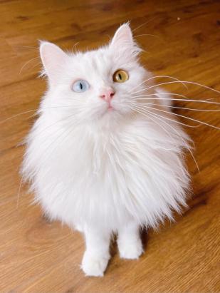狮子猫叫什么名字比较好听-图1