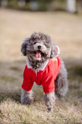 泰迪犬叫什么名字比较好听-图1