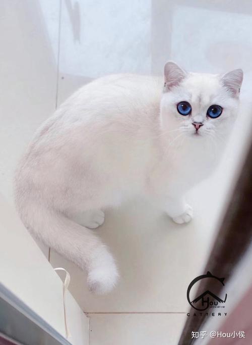 银点猫叫什么名字比较好听-图1
