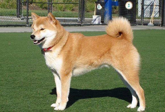 秋田犬叫什么名字比较好听