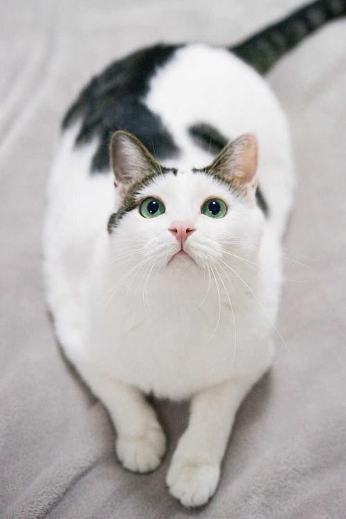 奶牛猫叫什么名字比较好听-图1