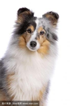 2024最火的喜乐蒂牧羊犬名字大全-图1