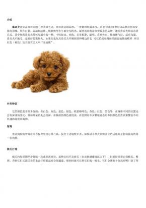 2024最火的泰迪犬名字大全-图1