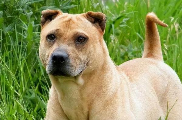 2024最火的沙皮犬名字大全-图1