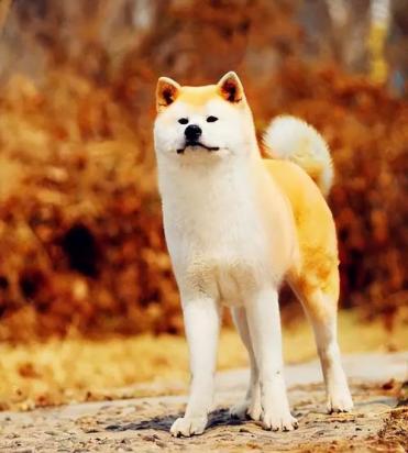 2024最火的秋田犬名字大全-图1