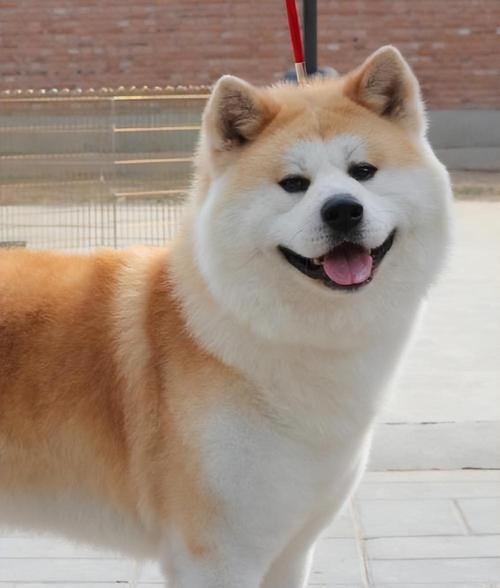 柴犬叫什么名字比较好听-图1
