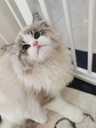 3个月的褴褛猫好养活吗-图1