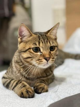 狸花猫取什么名字能给主人带来好运-图1