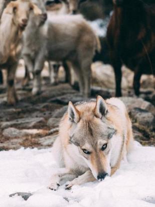捷克狼犬叫什么名字比较好听-图1