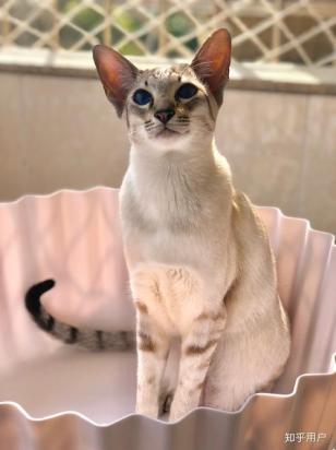 东方短毛猫叫什么名字比较好听