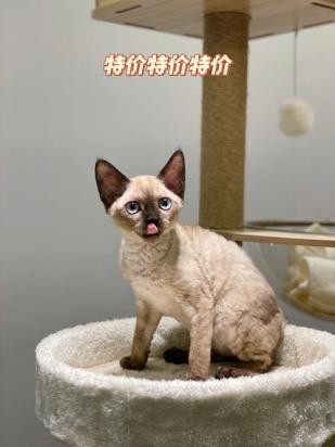 德文卷毛猫取什么名字能给主人带来好运-图1