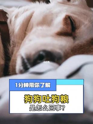 狗狗吐完抽搐完又正常了是怎么回事
