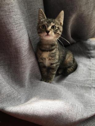 3个月的狸花猫好养活吗-图1
