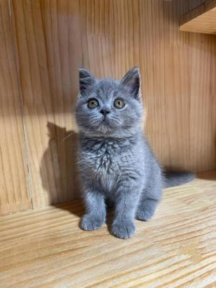 3个月的蓝猫好养活吗-图1