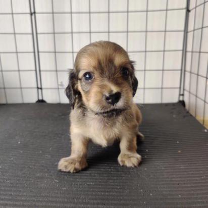 3个月的腊肠犬好养活吗-图1