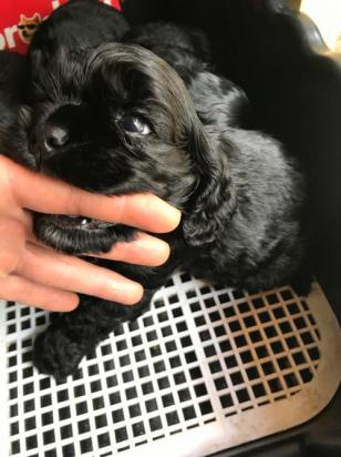 3个月的可卡犬好养活吗-图1