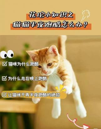 猫咪晚上闹腾不睡觉咋办-图1