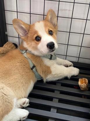 3个月的柯基犬好养活吗-图1