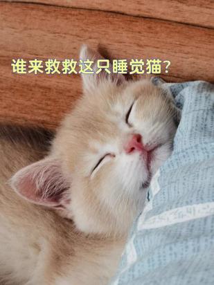 猫咪晚上折腾扰人睡觉怎么办-图1