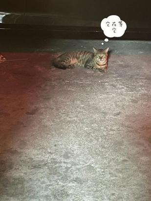 猫咪晚上很兴奋到处跑怎么办-图1