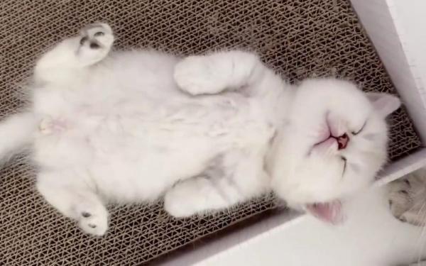 猫咪躺旁边睡是认主人了吗-图1
