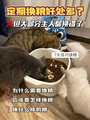 猫半夜用不用喂猫粮-图1