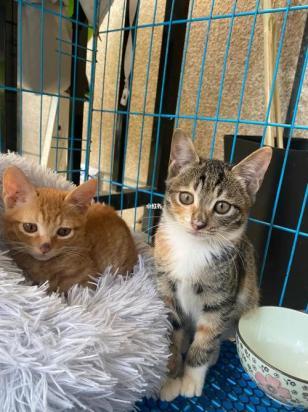 2个月小猫怎样适应新家-图1