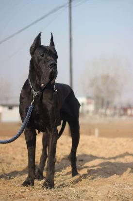3个月的大丹犬好养活吗-图1