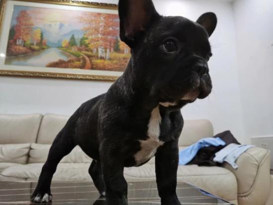 3个月的法斗犬好养活吗-图1