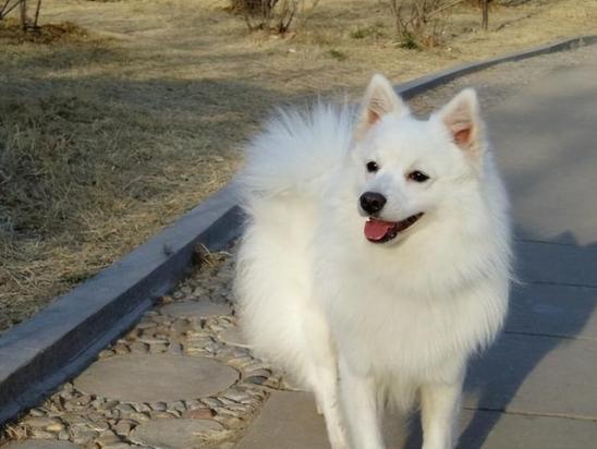 银狐犬怕冷还是怕热-图1