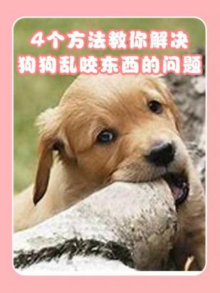 如何让狗狗不乱咬东西-图1