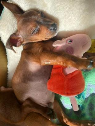 10天的小鹿犬怎么养
