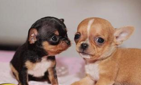 小鹿犬叫什么名字比较好听-图1