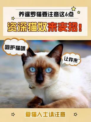 10天的暹罗猫怎么养-图1