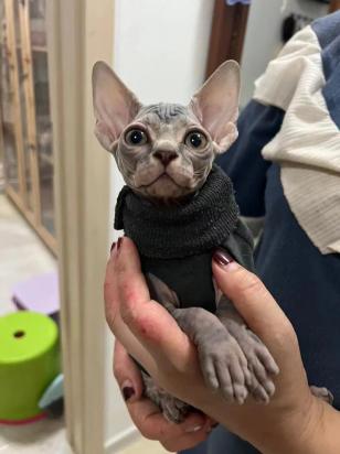 斯芬克斯猫叫什么名字比较好听
