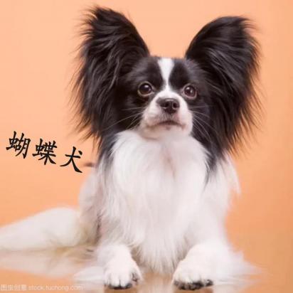 蝴蝶犬叫什么名字比较好听-图1